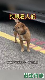 狗眼看人低是什么生肖？狗眼看人打一正确动物