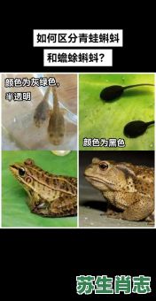 蛙蟆是什么生肖?蟾是十二生肖哪一个 蛙蟆是什么生肖?蟾是十二生肖哪一个