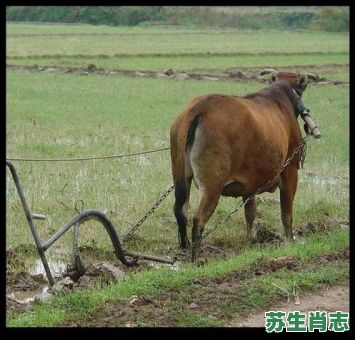 田里耕地是什么生肖？耕田之肖是哪6个生肖