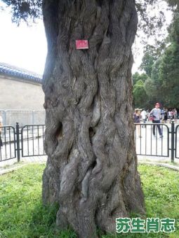 神柏沙头是什么生肖？神柏沙头猜一数字