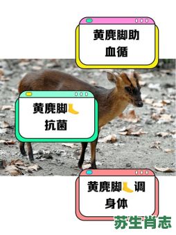 黄毛丫头是什么生肖？黄毛丫头是指哪里的毛