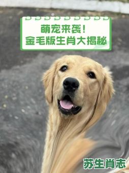 遍身金毛的生肖是什么?六畜哪个遍身金毛 遍身金毛的生肖是什么?六畜哪个遍身金毛