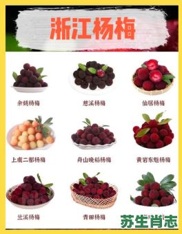 杨梅是什么生肖？杨梅代表什么数字