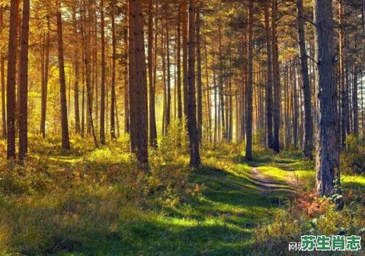 工字出头是什么生肖？出头打一动物