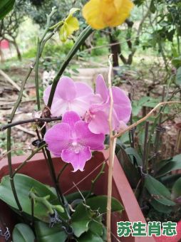 登山涉水是什么生肖？跋山涉水三大生肖