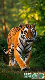 仰不愧天是什么生肖？仰不愧天最准确的动物