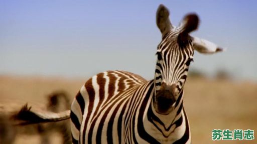 混淆黑白是什么生肖？混淆黑白打一动物