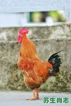 风骚的动物是什么生肖？凤骚打一准确动物