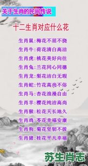 腊月菊花是什么生肖？腊月菊花打最佳一生肖