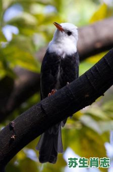黑头黑脚是什么生肖？黑头卿相打一正确动物
