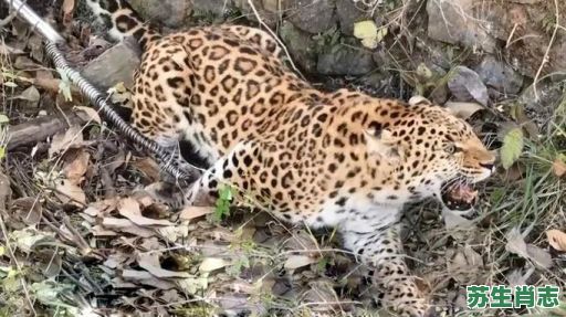 深山野兽是什么生肖？深山老林的动物是什么生肖