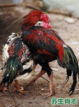 人吉地灵是什么生肖？人杰地灵是指什么动物