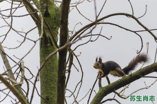 树上找一找是什么生肖?树上找一找什么数字 树上找一找是什么生肖?树上找一找什么数字