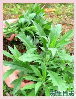 蓬蒿是什么生肖？蓬蒿人是指什么人