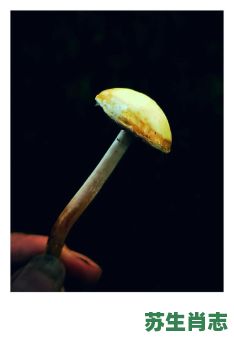 夕阳半边红是什么生肖？夕阳斜照最正确生肖