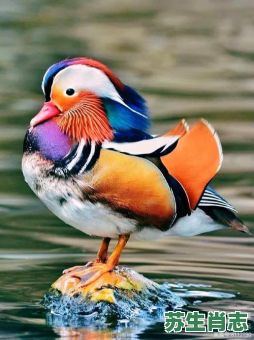 鸳鸯侣是什么生肖？鸳鸯打一个生肖