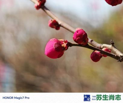 熟梅天气是什么生肖？熟梅天气打一动物