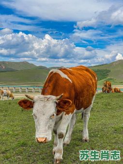 回家看四是什么生肖？回家看四打一动物