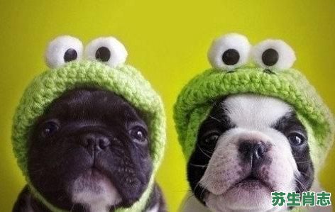 偷偷模模的是什么生肖？偷偷模摸最佳答案的动物