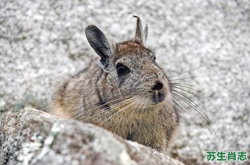 长耳短尾的是什么生肖？长耳短尾的动物是什么