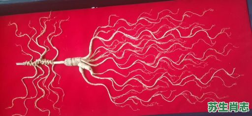 千年人参是什么生肖？12生肖谁是人参