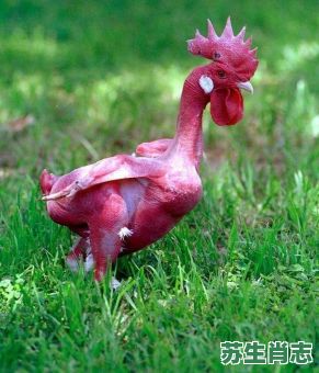 没有毛的动物是什么生肖？鸡没有毛打最正确一肖