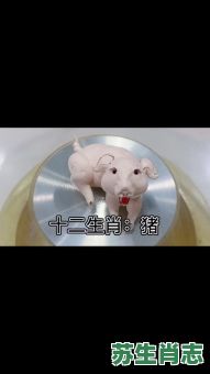 猪头猪脑的动物是什么生肖？猪头猪脑代表什么动物