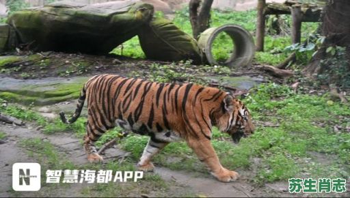 一来头昆是什么生肖？昆是什么动物