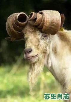 弯弯曲曲的动物是什么生肖？弯弯曲曲的动物有哪些