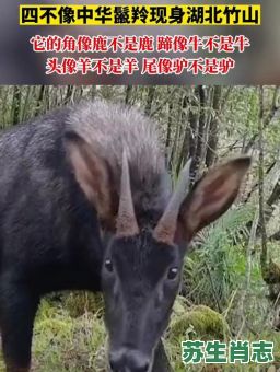 生肖四不像是什么动物？四不像的生肖是哪四个