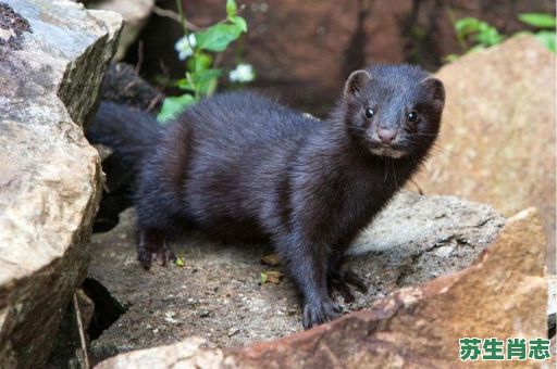 水貂是什么生肖？水貂是什么动物