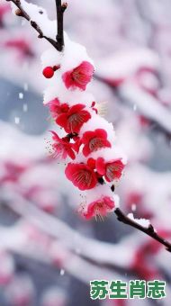 红梅独傲是什么生肖？红梅独傲雪中花最佳答案