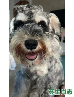 胡子上挂霜是什么生肖？看胡子子最长正确动物