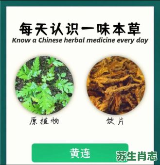 哑子吃黄连是什么生肖？哑巴吃黄连打最佳答案