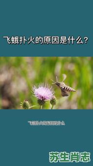飞蛾赴火是什么生肖？飞蛾扑火代表哪个生肖