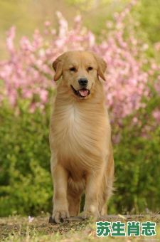 遍身金毛的动物是什么生肖？遍身金毛的指哪只生肖