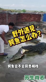 鳄鱼代表是什么生肖？鳄鱼打一准确生肖
