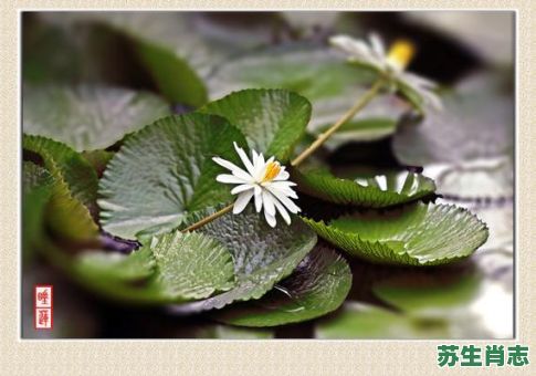 子午瑶草是什么生肖？子午瑶草绿衰打一生肖