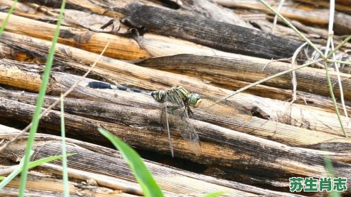 蜻蜓贴水是什么生肖？蜻蜓贴水打一最佳生肖
