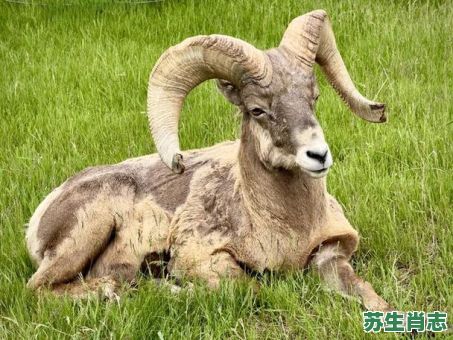 小山座座是什么生肖？山中生肖打一正确生肖是