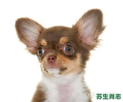 长头发的生肖是什么？长头发的动物正确一肖