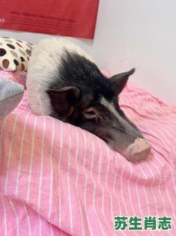 最怕冷的生肖是什么?什么动物最怕冷? 最怕冷的生肖是什么?什么动物最怕冷?