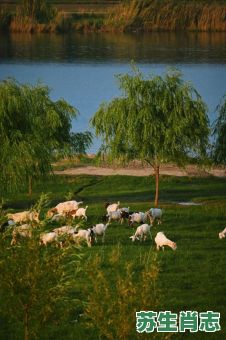 决堤的大坝是什么生肖？决堤的大坝一一不敢挡