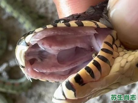 牙齿有毒的动物是什么生肖？牙齿有毒是什么动物