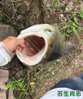 伏天的烂鱼是什么生肖？三伏天是什么生肖