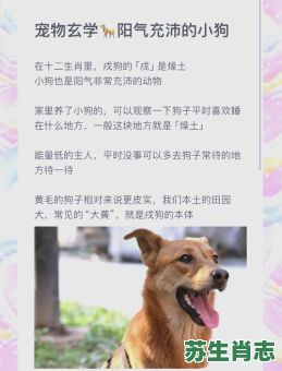 燥土势无是什么生肖？燥土势无打一动物