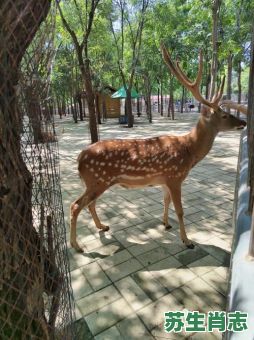 春回地绿的生肖是什么？春回地绿绿油油有哪些动物