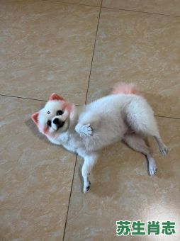 毛手毛脚的动物是什么生肖?毛手毛脚打一最佳动物 毛手毛脚的动物是什么生肖?毛手毛脚打一最佳动物