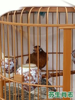 网里的鱼笼中的鸟跑不了是什么生肖？一生平庸是什么生肖