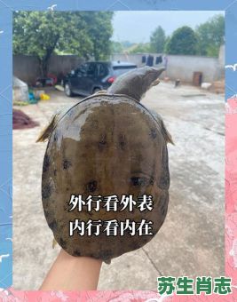 野生甲鱼是什么生肖？鳖属于十二生肖哪一肖